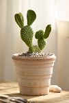 Thumbnail View 1: Bunny Ear Cactus