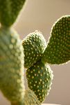 Thumbnail View 3: Bunny Ear Cactus