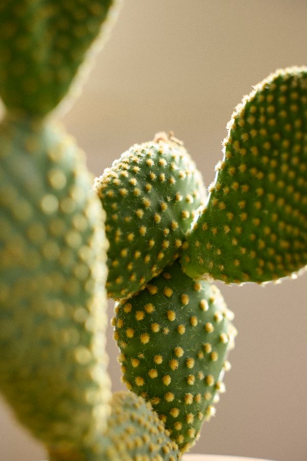 Slide View: 3: Bunny Ear Cactus