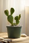 Thumbnail View 2: Bunny Ear Cactus