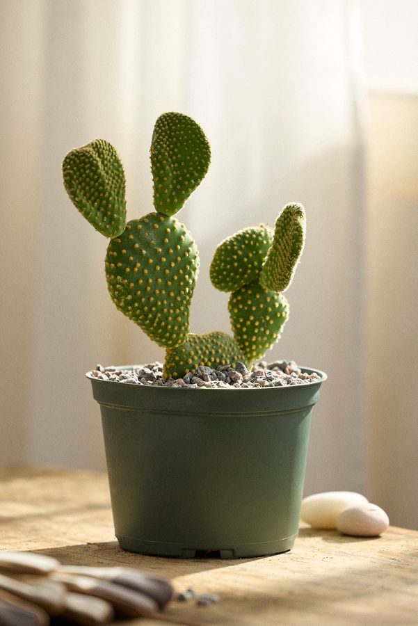 Slide View: 2: Bunny Ear Cactus