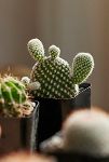 Thumbnail View 2: Assorted Mini Cactus Collection, 6 Plants