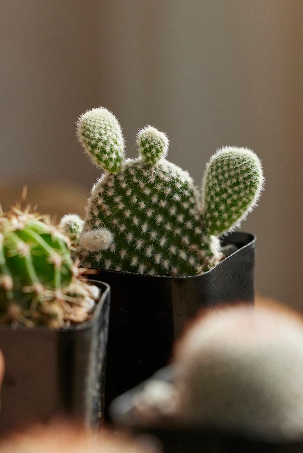 Slide View: 2: Assorted Mini Cactus Collection, 6 Plants