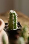 Thumbnail View 3: Assorted Mini Cactus Collection, 6 Plants