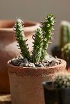 Thumbnail View 4: Assorted Mini Cactus Collection, 6 Plants