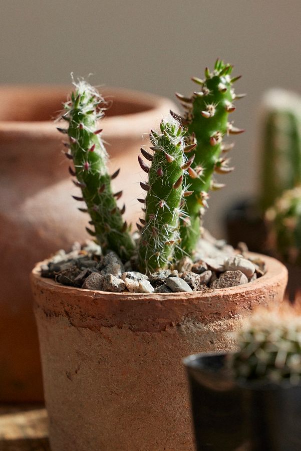 Slide View: 4: Assorted Mini Cactus Collection, 6 Plants