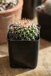 Thumbnail View 5: Assorted Mini Cactus Collection, 6 Plants