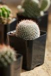 Thumbnail View 6: Assorted Mini Cactus Collection, 6 Plants