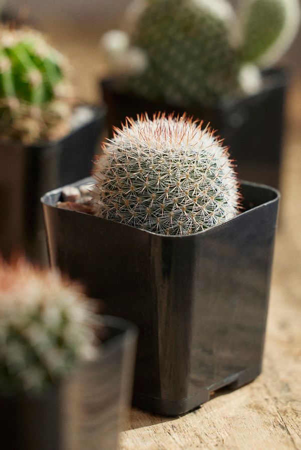 Slide View: 6: Assorted Mini Cactus Collection, 6 Plants