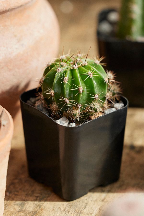 Slide View: 7: Assorted Mini Cactus Collection, 6 Plants