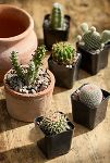 Thumbnail View 1: Assorted Mini Cactus Collection, 6 Plants