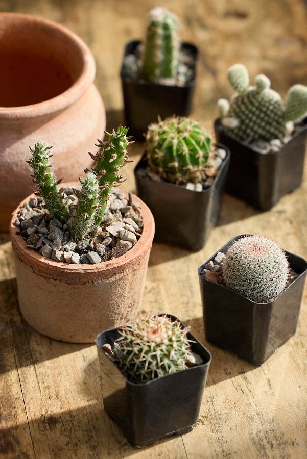 Slide View: 1: Assorted Mini Cactus Collection, 6 Plants