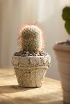 Thumbnail View 2: Mammillaria Bombycina Cactus Plant