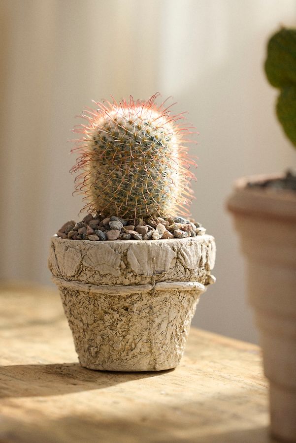 Slide View: 2: Mammillaria Bombycina Cactus Plant