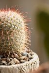 Thumbnail View 3: Mammillaria Bombycina Cactus Plant