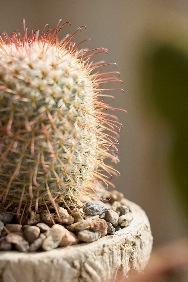 Slide View: 3: Mammillaria Bombycina Cactus Plant