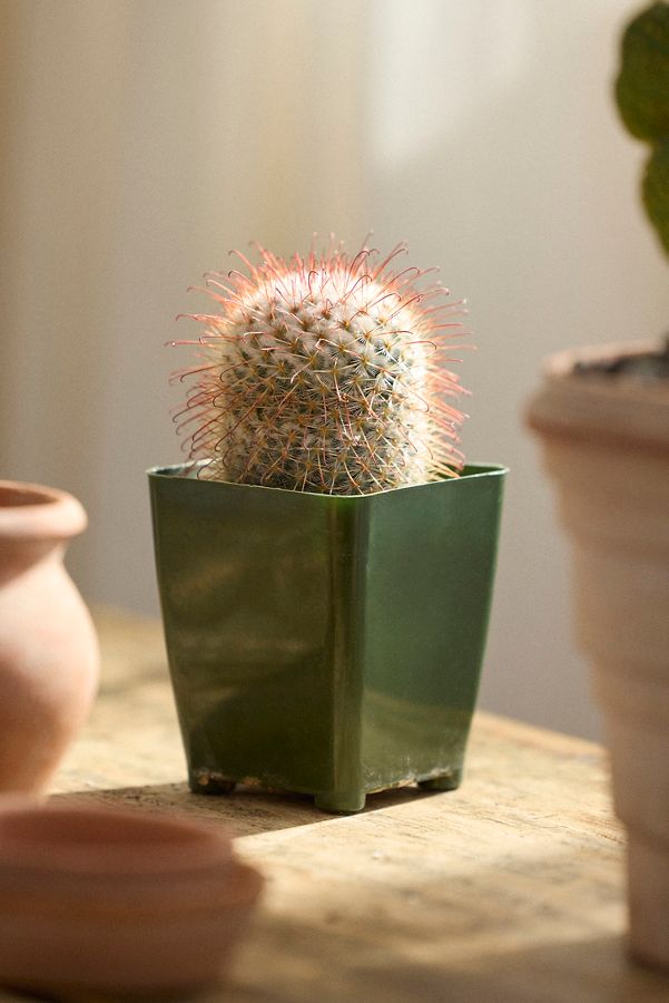 Slide View: 1: Mammillaria Bombycina Cactus Plant