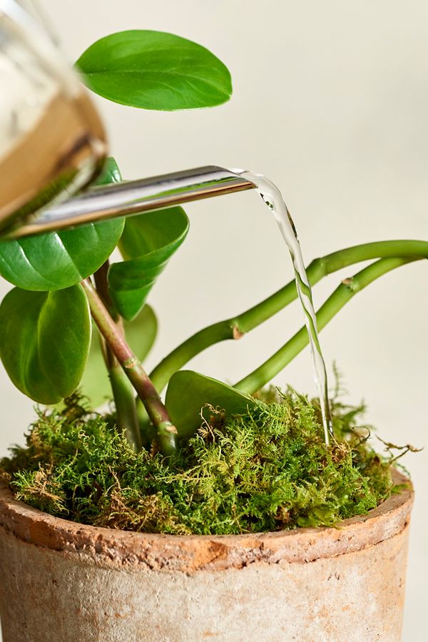 Slide View: 2: Angular Stainless Steel Watering Can