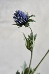 Thumbnail View 2: Faux Thistle Flower Stem