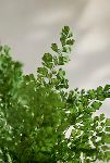 Thumbnail View 2: Preserved Maidenhair Fern Bunch