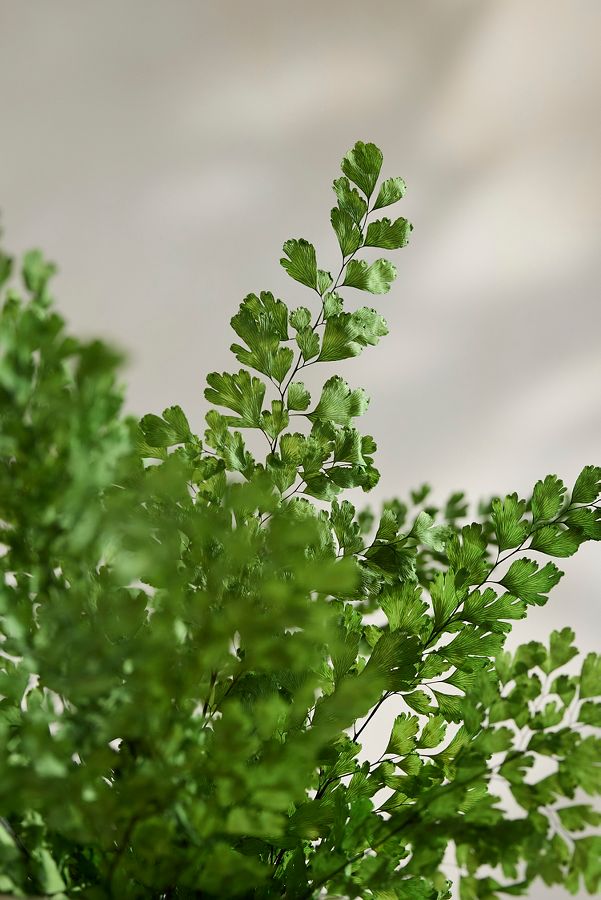 Slide View: 2: Preserved Maidenhair Fern Bunch