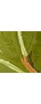 Thumbnail View 6: Lily Fresh Fern Moss Glass Candle