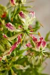 Thumbnail View 2: Fresh Gloriosa Lily Bouquet