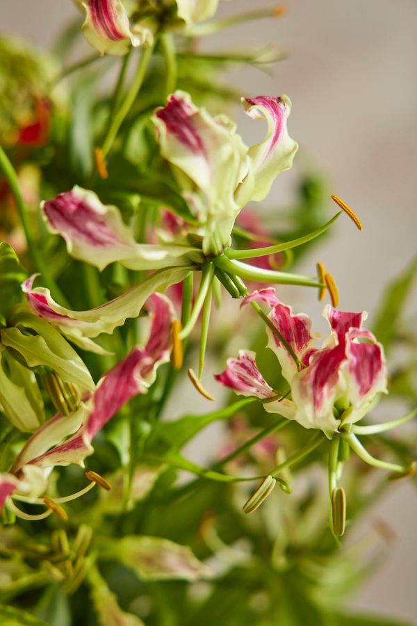 Slide View: 2: Fresh Gloriosa Lily Bouquet