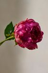 Thumbnail View 2: Faux Peony Stem