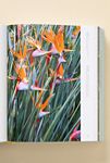 Thumbnail View 2: Super Bloom: A Field Guide to Flowers for Every Gardener Coffee Table Book