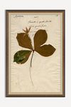 Thumbnail View 1: Herbarium Plant Wall Art