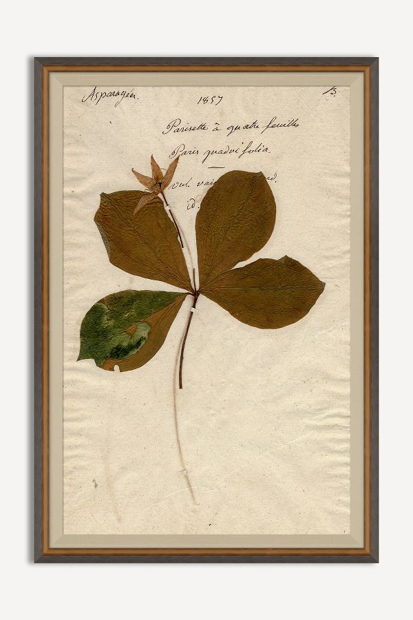 Slide View: 1: Herbarium Plant Wall Art