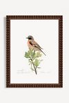 Thumbnail View 1: Blue Throat Bird Wall Art