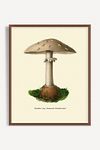 Thumbnail View 1: Mushroom Study Wall Art