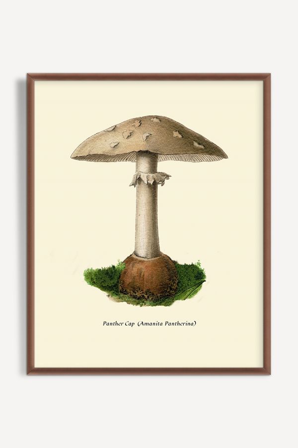 Slide View: 1: Mushroom Study Wall Art