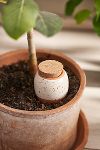 Thumbnail View 1: Terracotta Watering Ollas, Set of 3