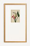 Thumbnail View 1: Calla Lily Wall Art