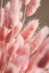 Thumbnail View 2: Preserved Pink Bunny Tails Bunch