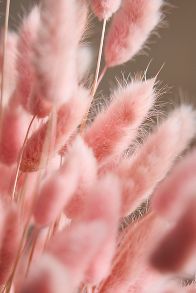 Slide View: 2: Preserved Pink Bunny Tails Bunch