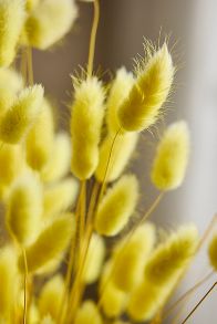 Slide View: 2: Preserved Yellow Bunny Tails Bunch