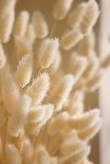 Thumbnail View 2: Preserved Ivory Bunny Tails Bunch