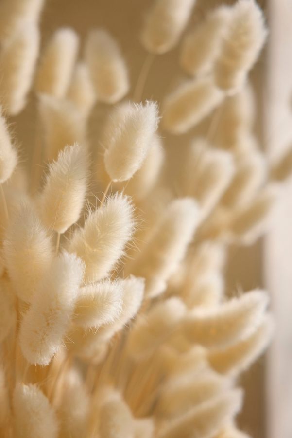 Slide View: 2: Preserved Ivory Bunny Tails Bunch