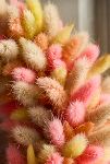 Thumbnail View 2: Preserved Bunny Tails Wreath, Pink Lemonade