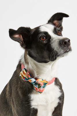 cheap dog bow ties