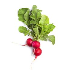 Fresh Red Radish, Bunch