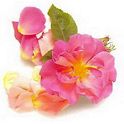 Fresh Edible Rose Petals for Sale