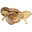 shiitake mushroom