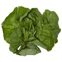 True Harvest Little Gem Romaine Lettuce, 10 oz | Central