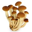 最新 8 Mushrooms, Pearl Black Mycology Hi-Fi oz Market Central | アート・デザイン・音楽