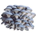 Oyster mushrooms deals